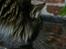 Maine Coon Hannibal Valentin
