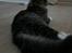 Maine Coon Hannibal Valentin