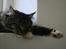 Maine Coon Hannibal Valentin