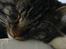 Maine Coon Hannibal Valentin