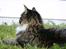 Maine Coon Hannibal Valentin