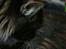 Maine Coon Hannibal Valentin