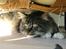 Maine Coon Hannibal Valentin