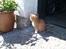 Huskat Gulliver *Sov godt, Skat* - Udenfor.. maj 2011