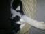 Huskat Baby (/Feya)  23/6-2006 - 28/7-2018. 