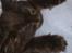 Maine Coon Codi  Nunu 