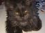 Maine Coon Codi  Nunu 