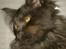 Maine Coon Codi  Nunu 