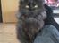 Maine Coon Codi  Nunu 