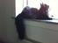 Maine Coon Codi  Nunu 