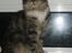 Maine Coon lykkekatte Lakota