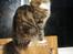 Maine Coon lykkekatte Lakota