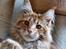 Maine Coon Thor