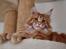 Maine Coon Thor