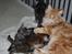 Maine Coon Thor