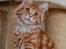 Maine Coon Thor