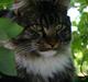 Maine Coon Hannibal Valentin
