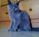 British Shorthair Valhalla´s Disa (JASMINE)