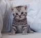 British Shorthair DK*Avalanta's Bailey