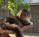 Maine Coon Hopeless Tribes Qato