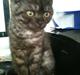 British Shorthair DK Kjáttas Cisco