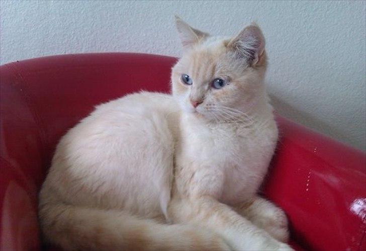 British Shorthair Celia billede 3