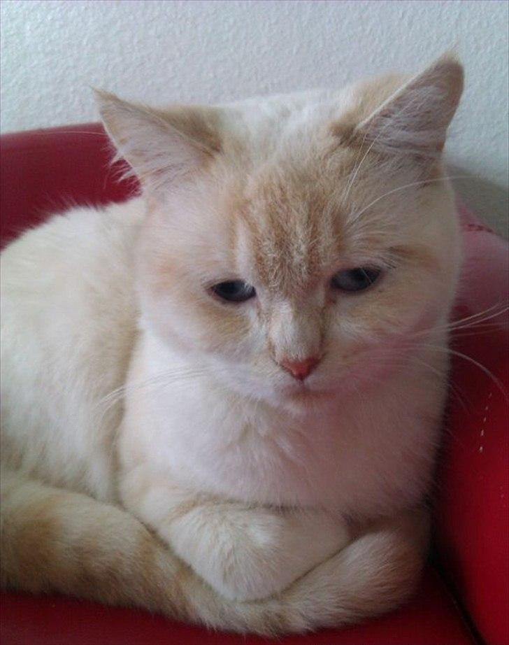 British Shorthair Celia billede 4