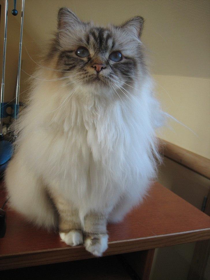 Hellig Birma Silke  - Foråret 2011 billede 2