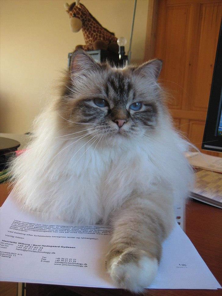 Hellig Birma Silke  - Silke foråret 2011 - smukke misse-pige <3 billede 1