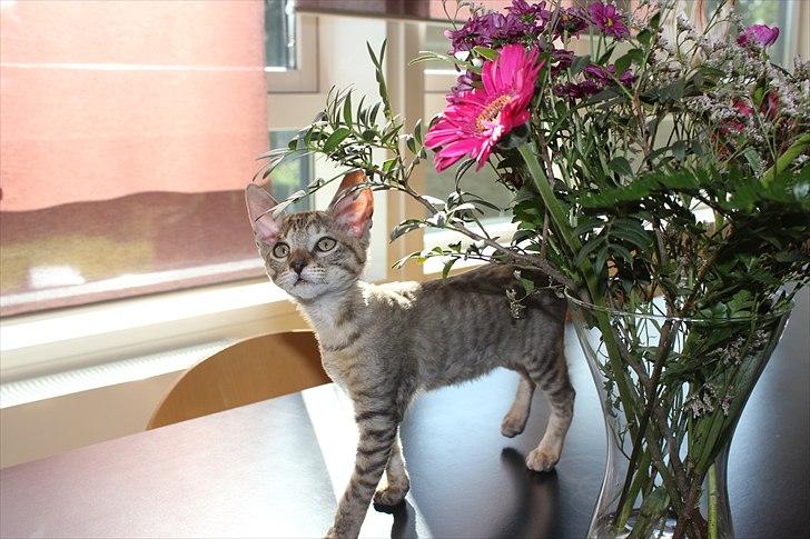 Cornish Rex Pixiepaws Buick Invicta *Tekop* billede 14