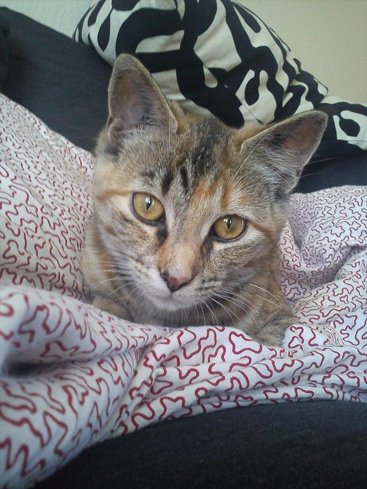 Blanding af racer Bodil billede 4