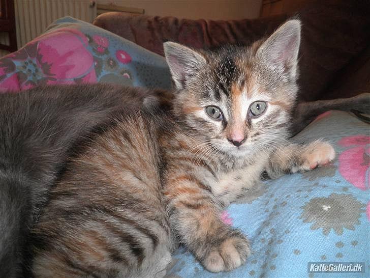 Blanding af racer Bodil - Et af de første billeder :) billede 8