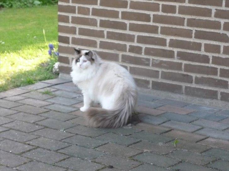 Ragdoll Den maskerede hævner - Sådan så han ud sidste gang vi så ham. Stor, vapset og lækker.  billede 1