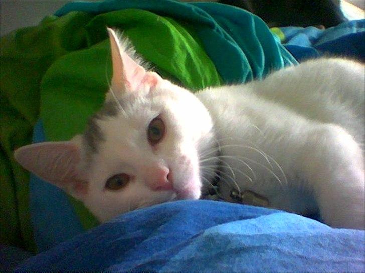 Blanding af racer Snowie billede 1