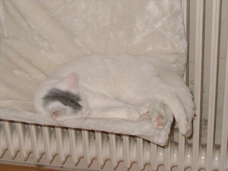 Blanding af racer Snowie billede 2