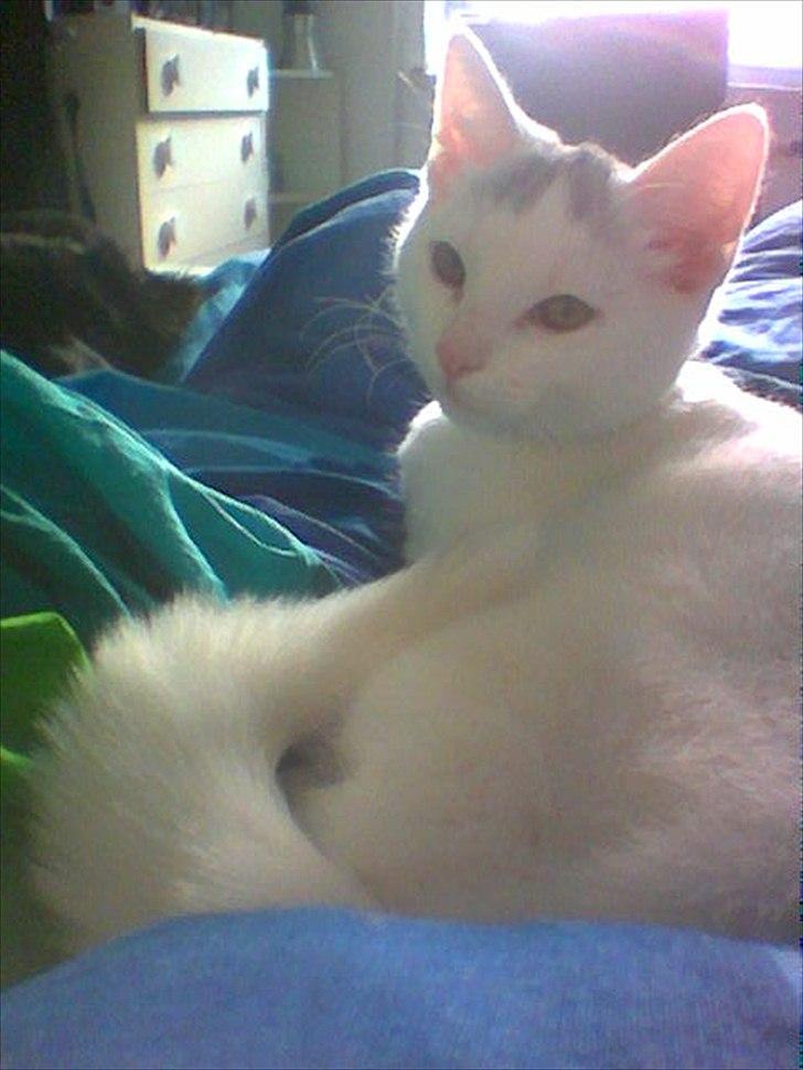 Blanding af racer Snowie billede 3