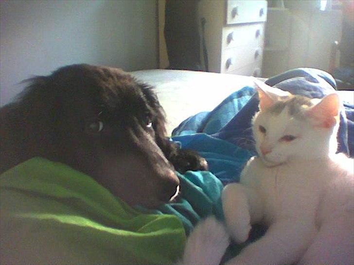 Blanding af racer Snowie billede 6