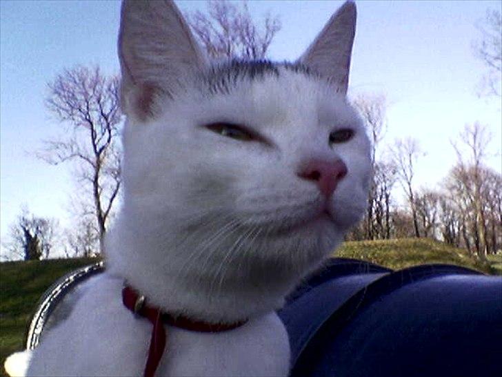 Blanding af racer Snowie billede 7