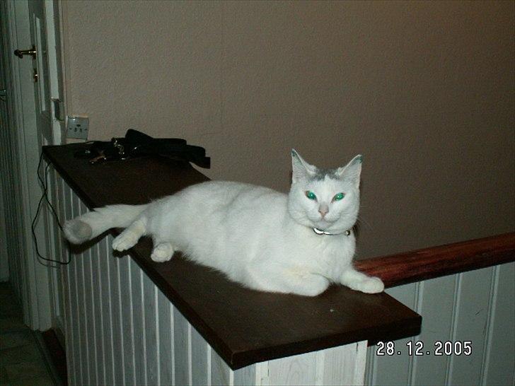 Blanding af racer Snowie billede 8