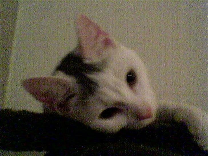 Blanding af racer Snowie billede 9