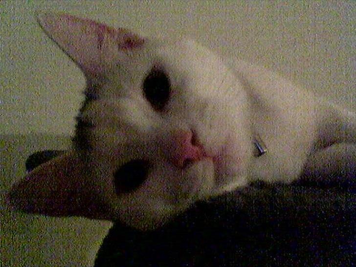 Blanding af racer Snowie billede 12