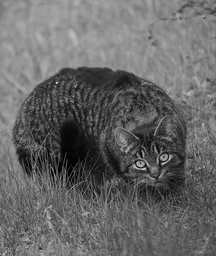 Blanding af racer Penny - min veninde fangede lige et nice billede af min kat i hendes baghave.. :-P billede 6