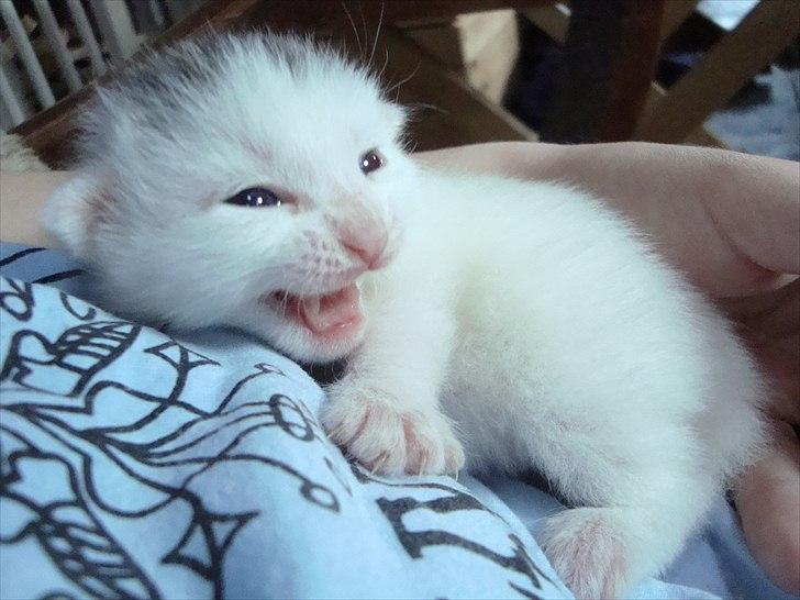 Blanding af racer Suki Soulmate<3 aka Sukkergris - moooaaaar billede 2