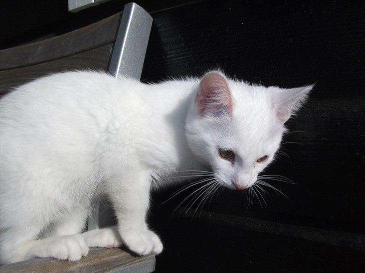 Blanding af racer Frederikke billede 6