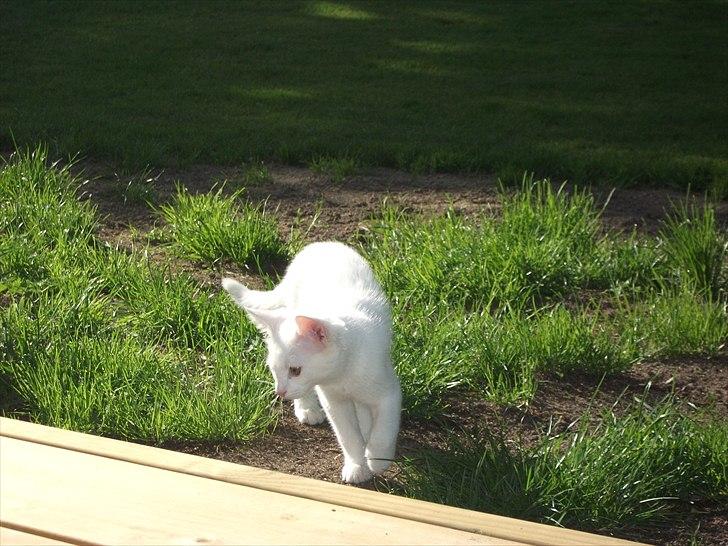 Blanding af racer Frederikke billede 7