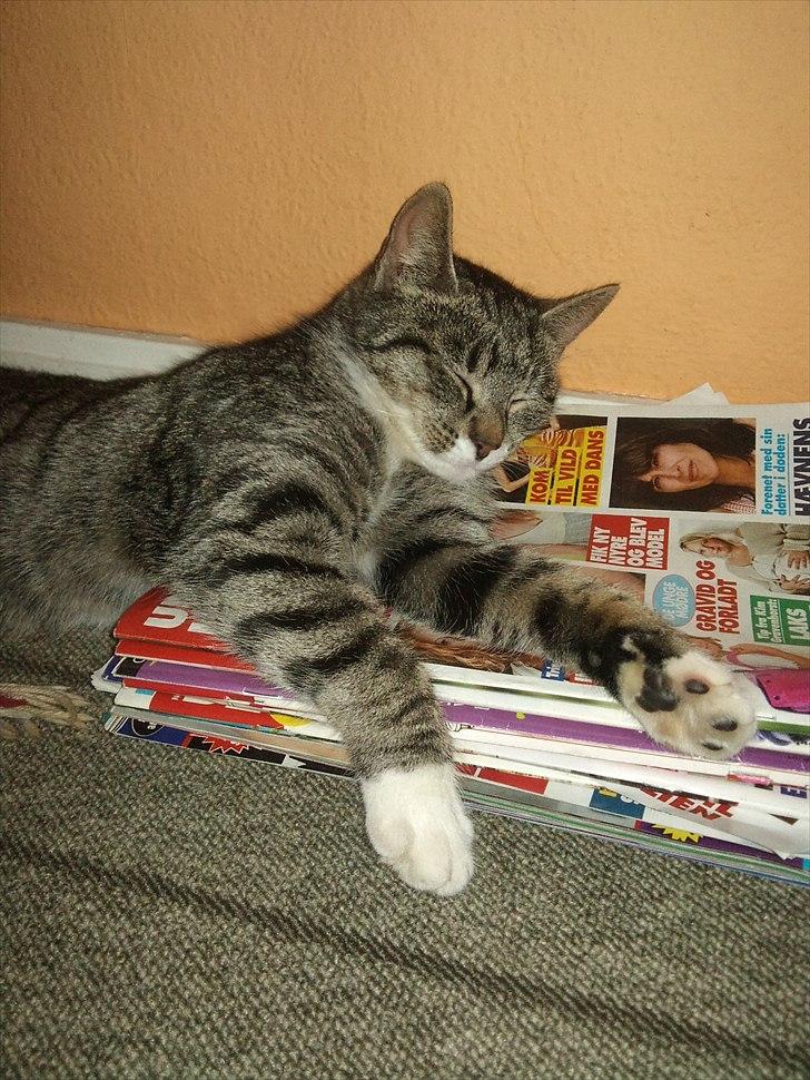 Huskat Snuske - Denne billede har været med i udeoghjemme bladet:) 
ved udens charmetrold:) billede 1