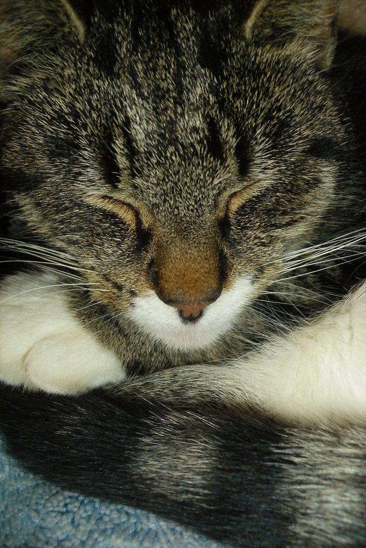 Huskat Snuske billede 2