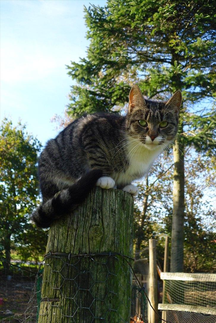 Huskat Snuske - Det er her hun tit spejter efter fugle:) billede 3