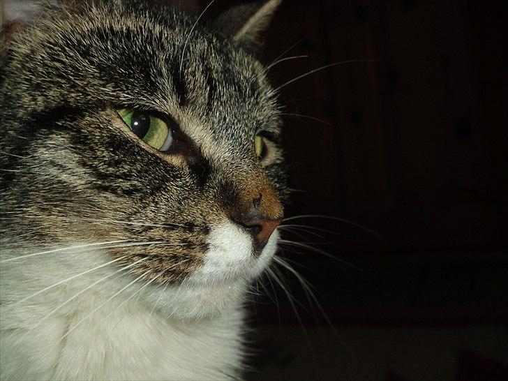 Huskat Snuske billede 4