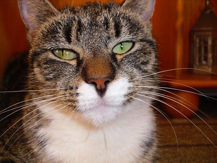 Huskat Snuske billede 5